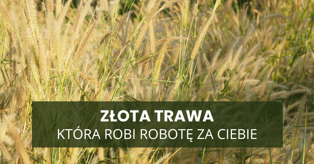 Złota trawa, która robi robotę za Ciebie – efektowny ogród bez roboty