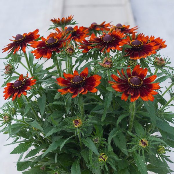 Rudbeckia SmileyZ 'Happy' - obrazek 5