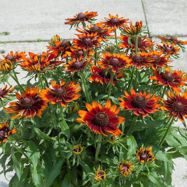 Rudbeckia SmileyZ 'Happy' - obrazek 4