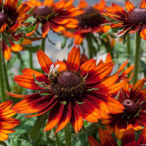 Rudbeckia SmileyZ 'Happy' - obrazek 3