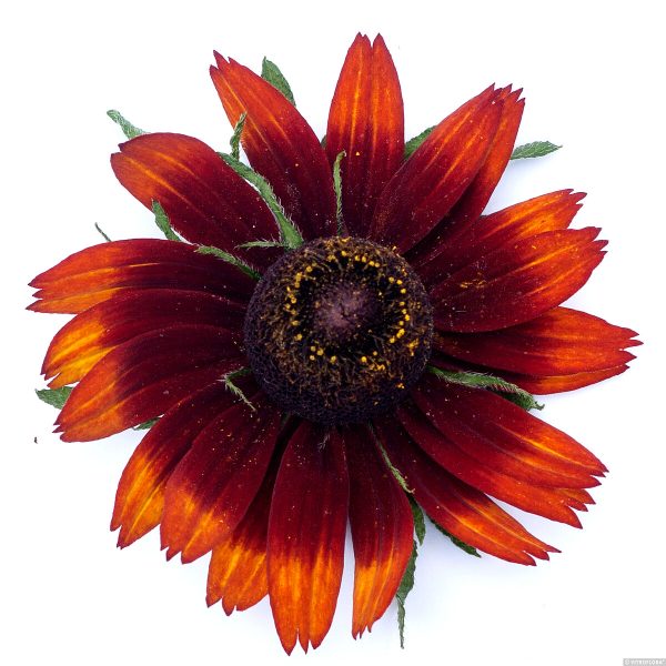 Rudbeckia SmileyZ 'Happy' - obrazek 2