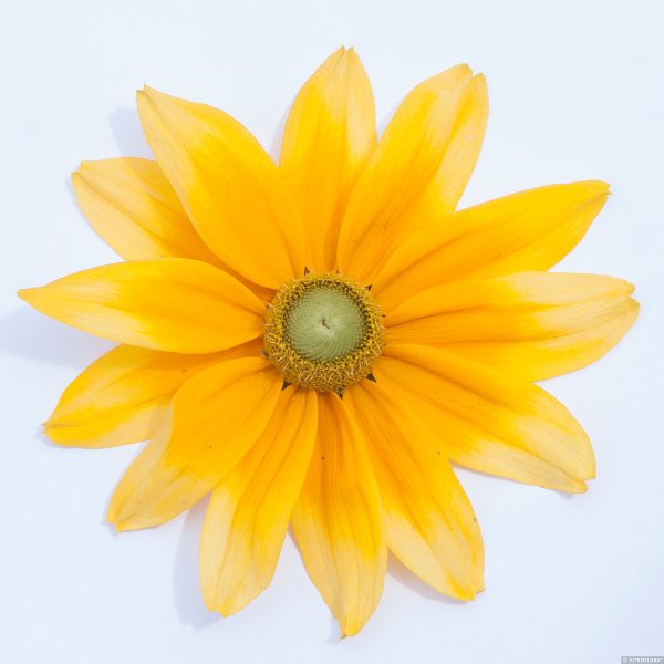 Rudbeckia SmileyZ 'Lemon' - obrazek 3