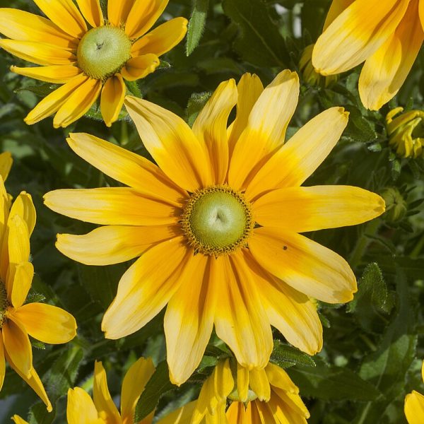 Rudbeckia SmileyZ 'Lemon' - obrazek 2