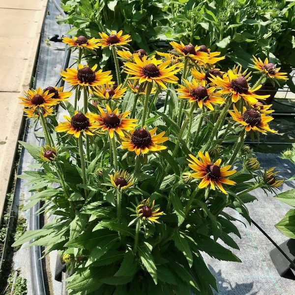 Rudbeckia SmileyZ 'Star of Life' - obrazek 3