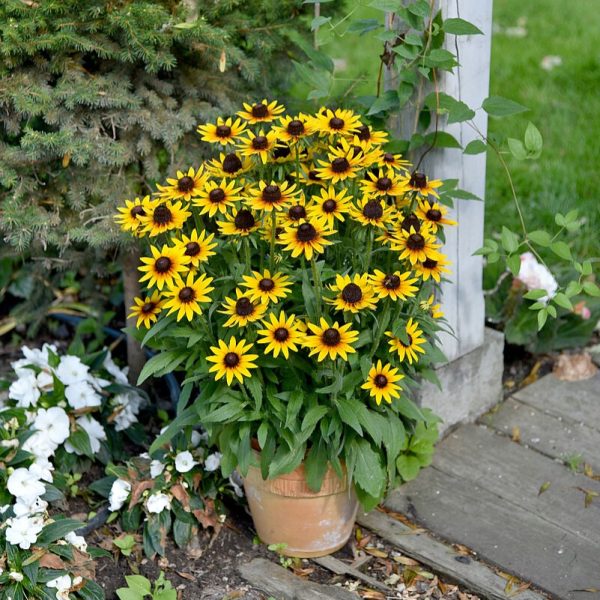 Rudbeckia SmileyZ 'Star of Life' - obrazek 4