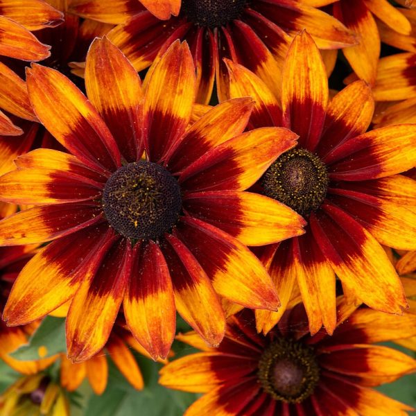 Sunbeckia® Sarah - obrazek 2