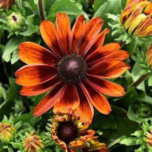 Sunbeckia® Sarah
