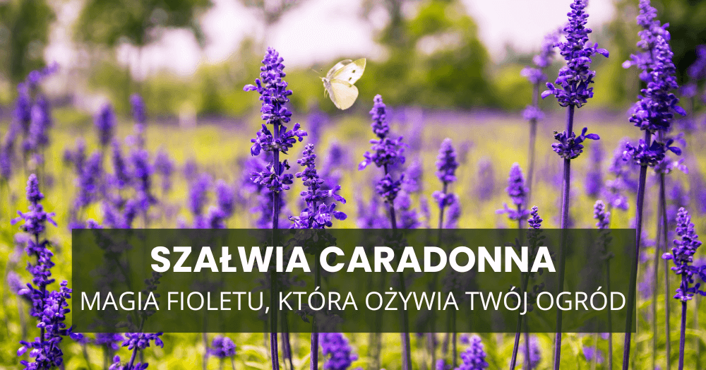 Szałwia ‘Caradonna’ – magiczna strażniczka ogrodu. Kwitnie, pachnie, przyciąga motyle!