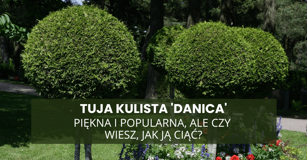 Jedna z najczęściej wybieranych tui – ale czy na pewno ją dobrze tniesz?