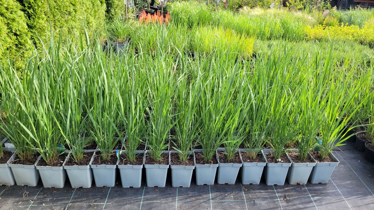 Proso Rózgowate 'Northwind' - obrazek 2