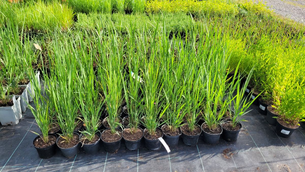 Proso Rózgowate 'Northwind' - obrazek 3