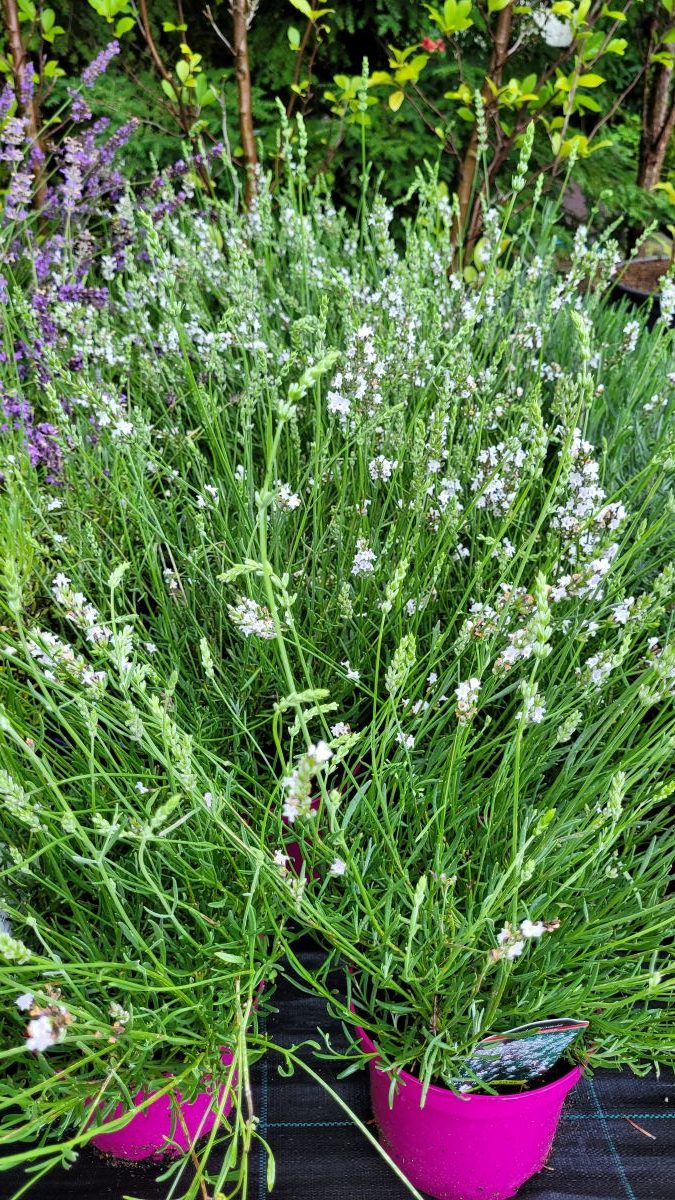 Lawenda Wąskolistna 'Edelweiss' - obrazek 2