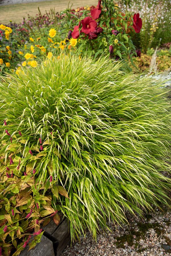 Hakonechloa smukła 'Albo-striata' - obrazek 5