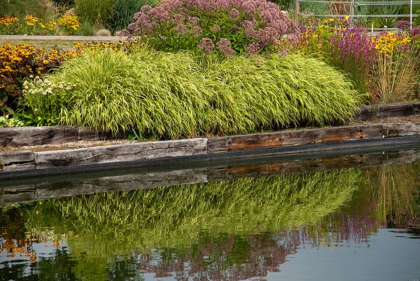 Hakonechloa smukła 'Albo-striata' - obrazek 6