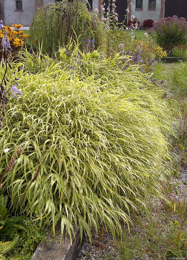 Hakonechloa smukła 'Albo-striata' - obrazek 7