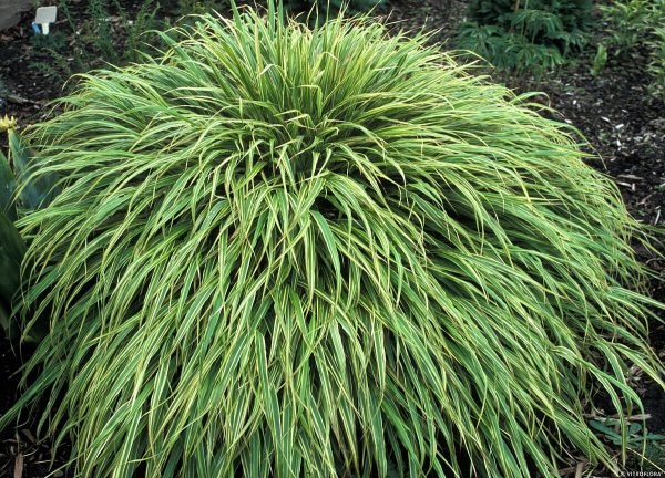 Hakonechloa smukła 'Albo-striata' - obrazek 2