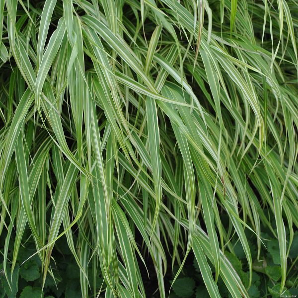 Hakonechloa smukła 'Albo-striata' - obrazek 3