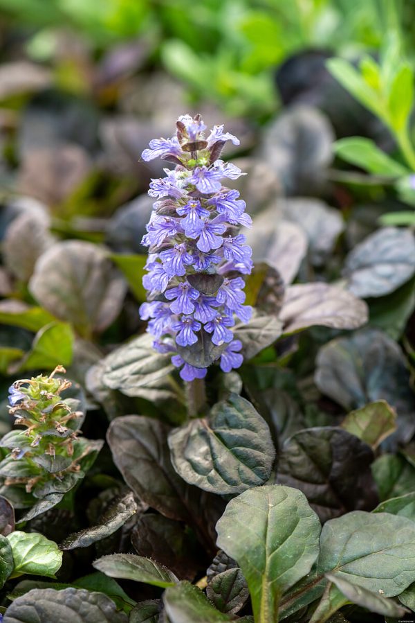 Dąbrówka rozłogowa 'Atropurpurea' - obrazek 2