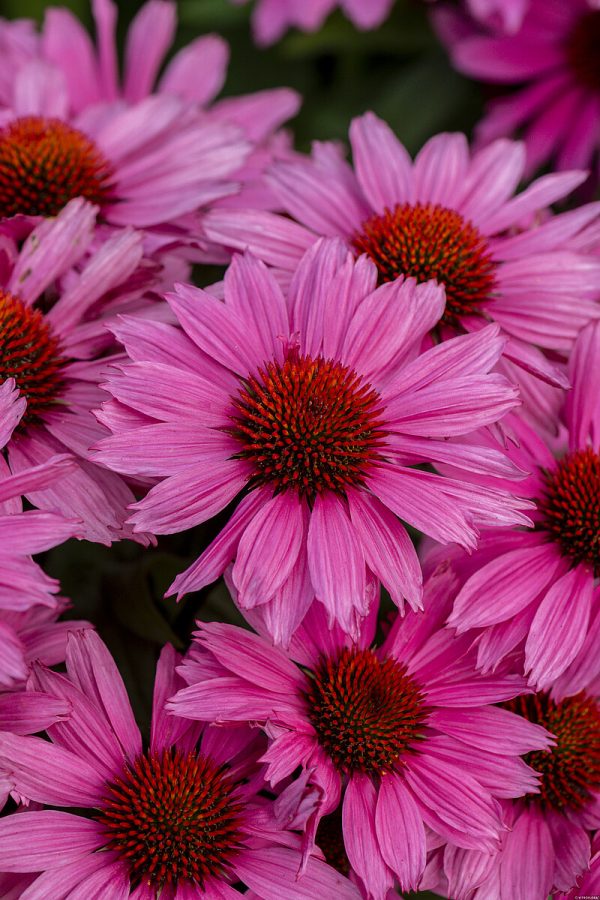 Jeżówka 'Charming Pink' - obrazek 4