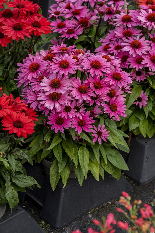 Jeżówka 'Charming Pink' - obrazek 3