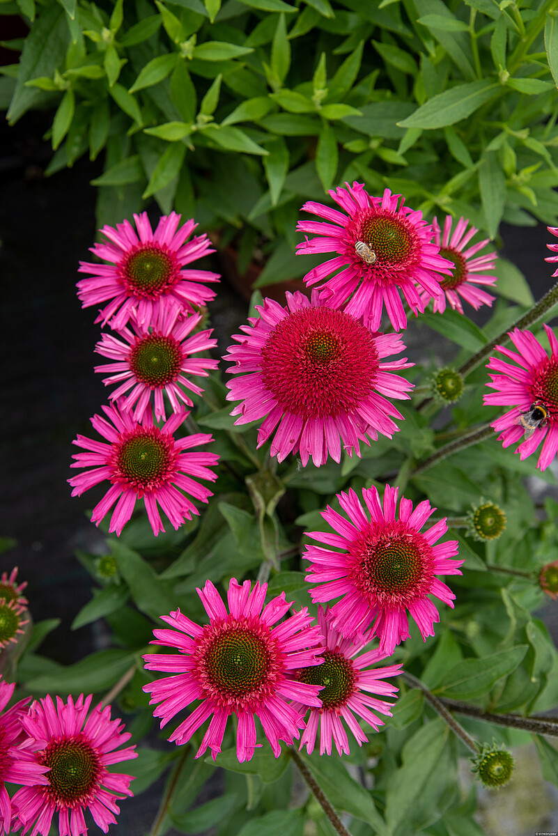 Jeżówka 'Delicious Candy' - obrazek 3