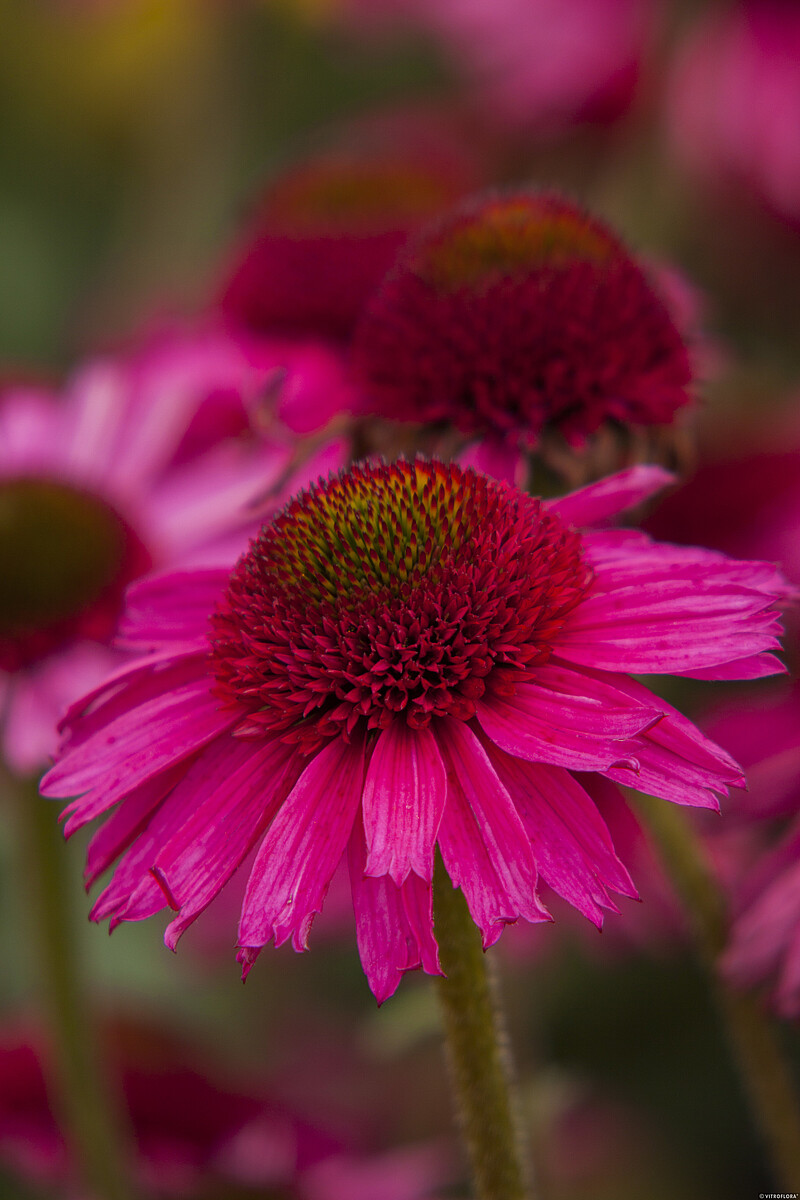 Jeżówka 'Delicious Candy' - obrazek 5