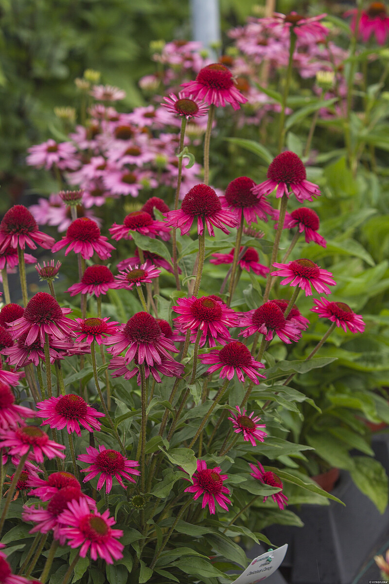 Jeżówka 'Delicious Candy' - obrazek 6