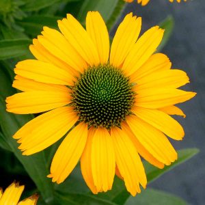 Jeżówka 'PRIMA™ Amarillo'