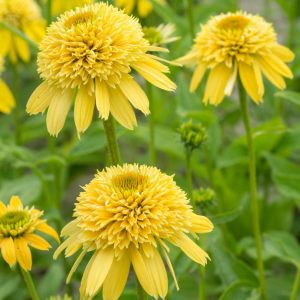 Jeżówka 'Eccentric Yellow'