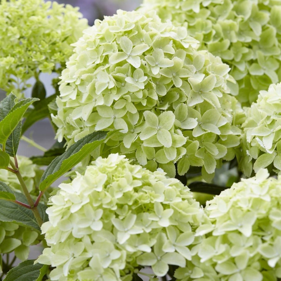 Hortensja bukietowa 'GardenLights® WhiteLight'