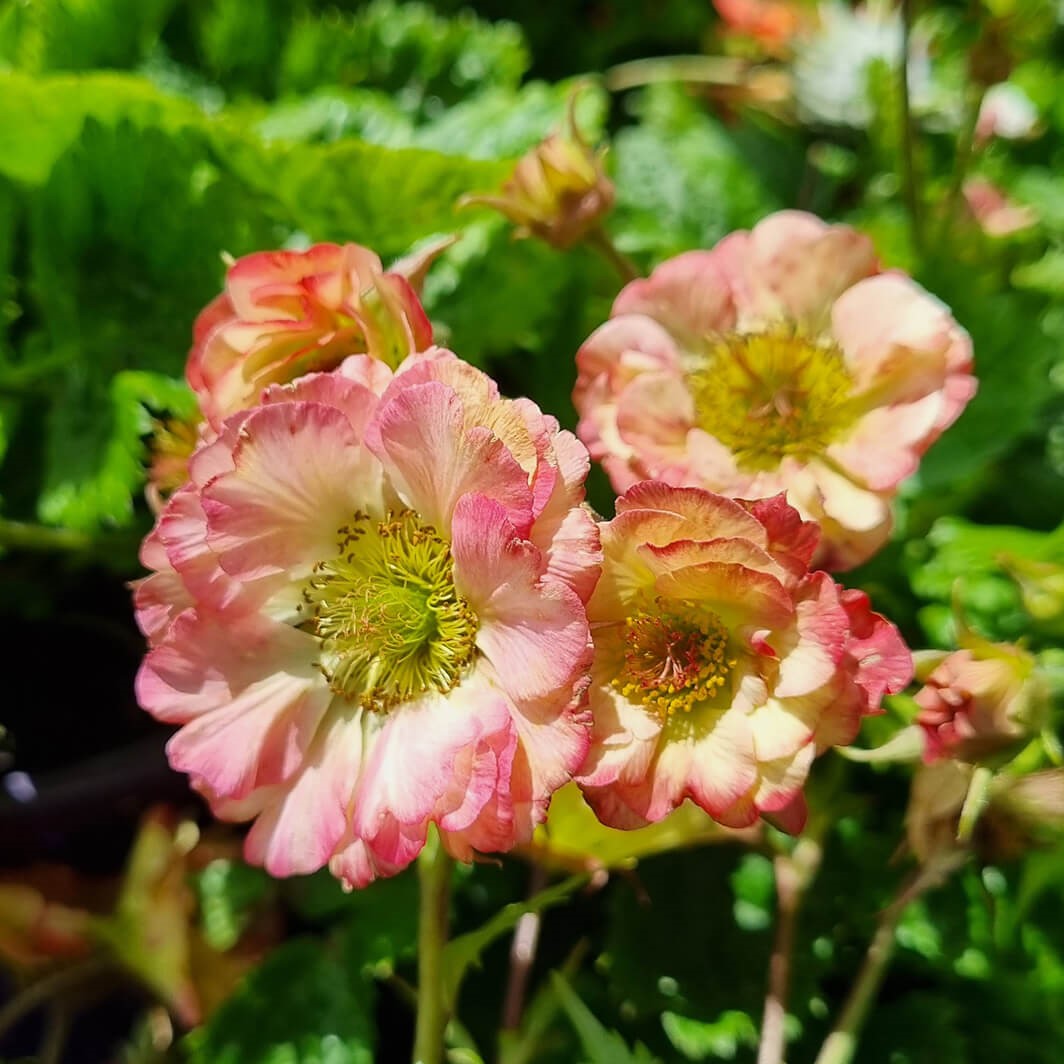 Kuklik 'Pretticoats Peach'