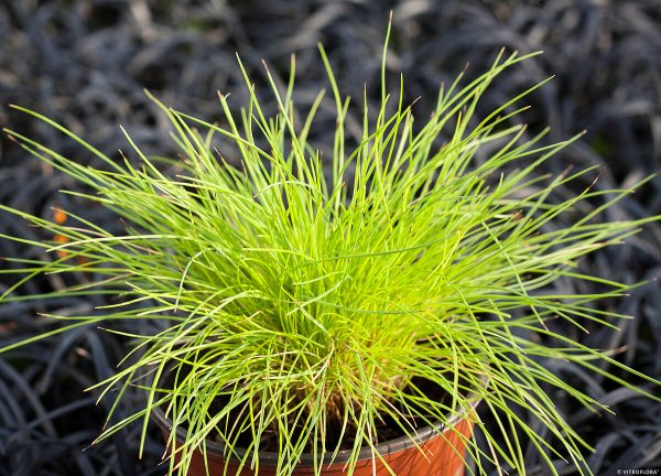 Kostrzewa Sina 'Golden Toupee' - obrazek 4
