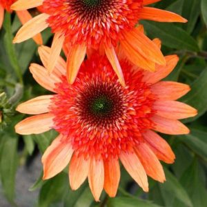 Jeżówka 'CARA MIA™ Coral'