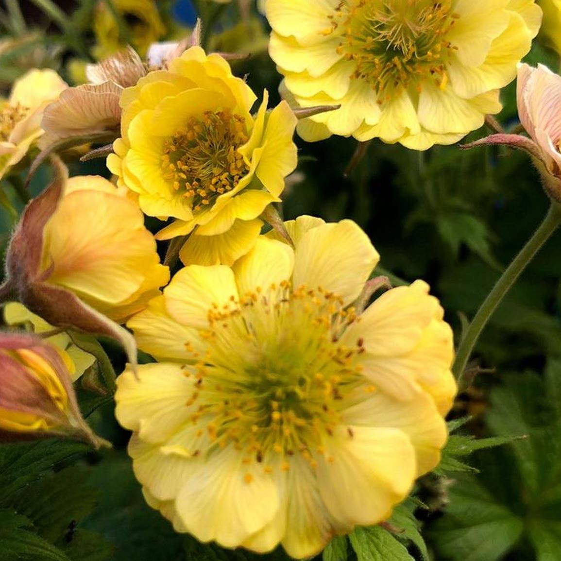 Kuklik 'Tempo Yellow'