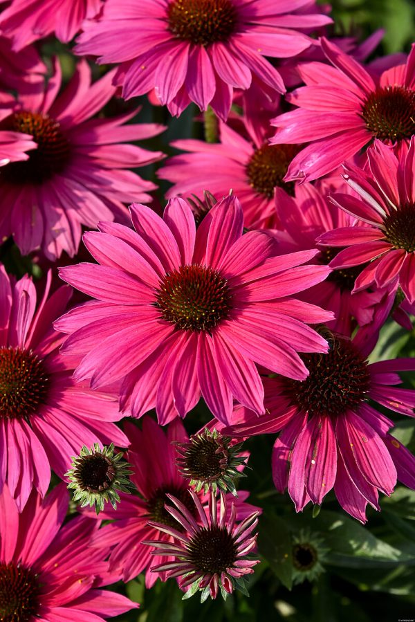 Jeżówka 'Pearl™ Magenta Imp.' - obrazek 3