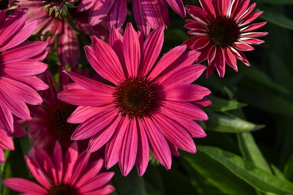 Jeżówka 'Pearl™ Magenta Imp.' - obrazek 4