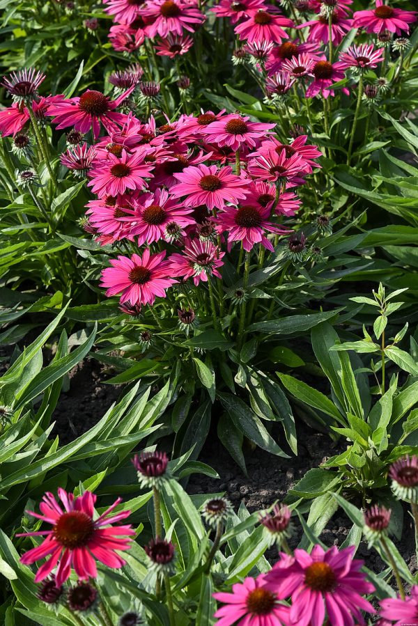 Jeżówka 'Pearl™ Magenta Imp.' - obrazek 5