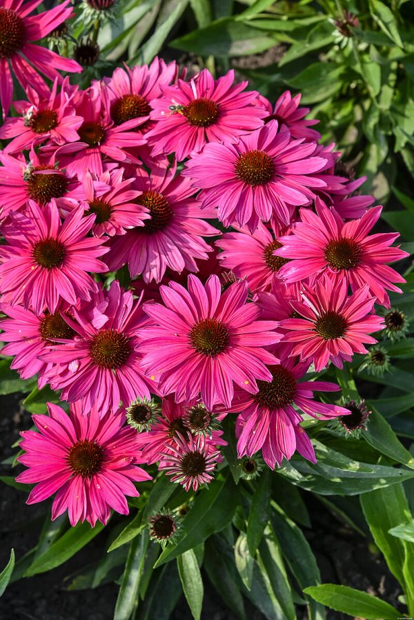 Jeżówka 'Pearl™ Magenta Imp.' - obrazek 2