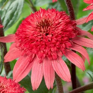Jeżówka 'Raspberry Truffle'