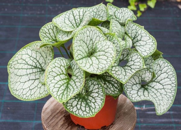 Brunnera wielkolistna 'Sea Heart' - obrazek 4