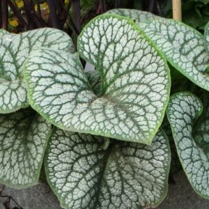 Brunnera wielkolistna 'Sea Heart'