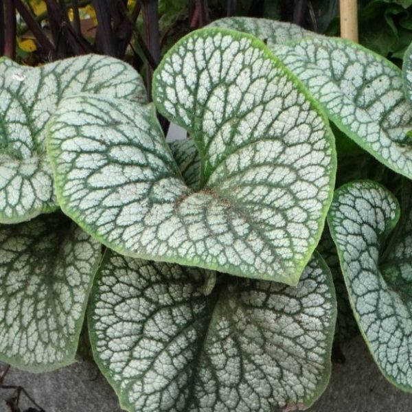 Brunnera wielkolistna 'Sea Heart'