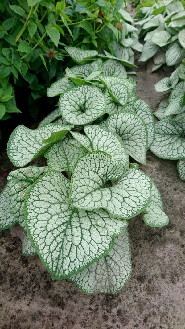 Brunnera wielkolistna 'Sea Heart' - obrazek 2
