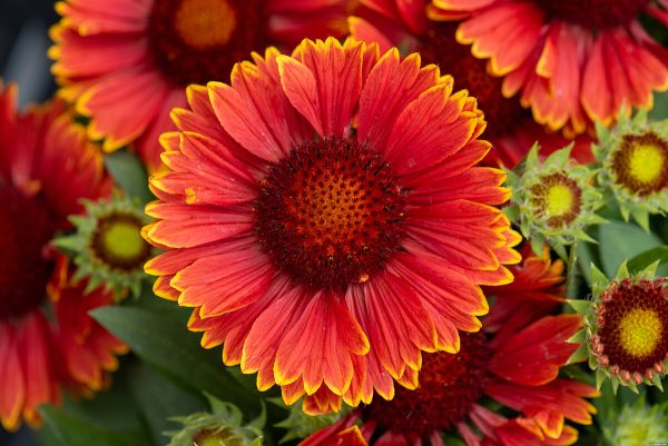 Gaillardia 'SpinTop™ Yellow Touch' - obrazek 4