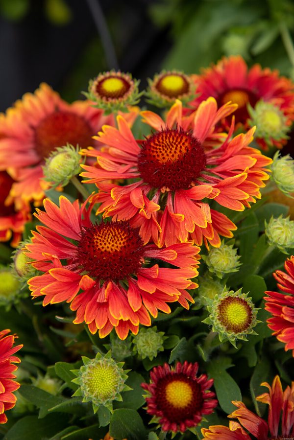 Gaillardia 'SpinTop™ Yellow Touch' - obrazek 2