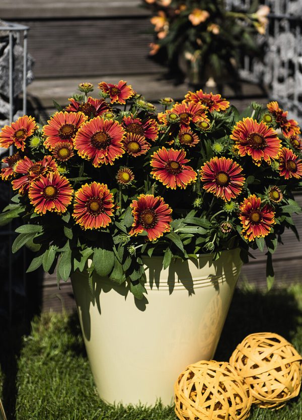 Gaillardia 'SpinTop™ Yellow Touch' - obrazek 3