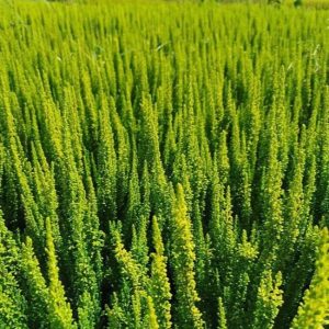 Wrzos 'Sydney' Skyline