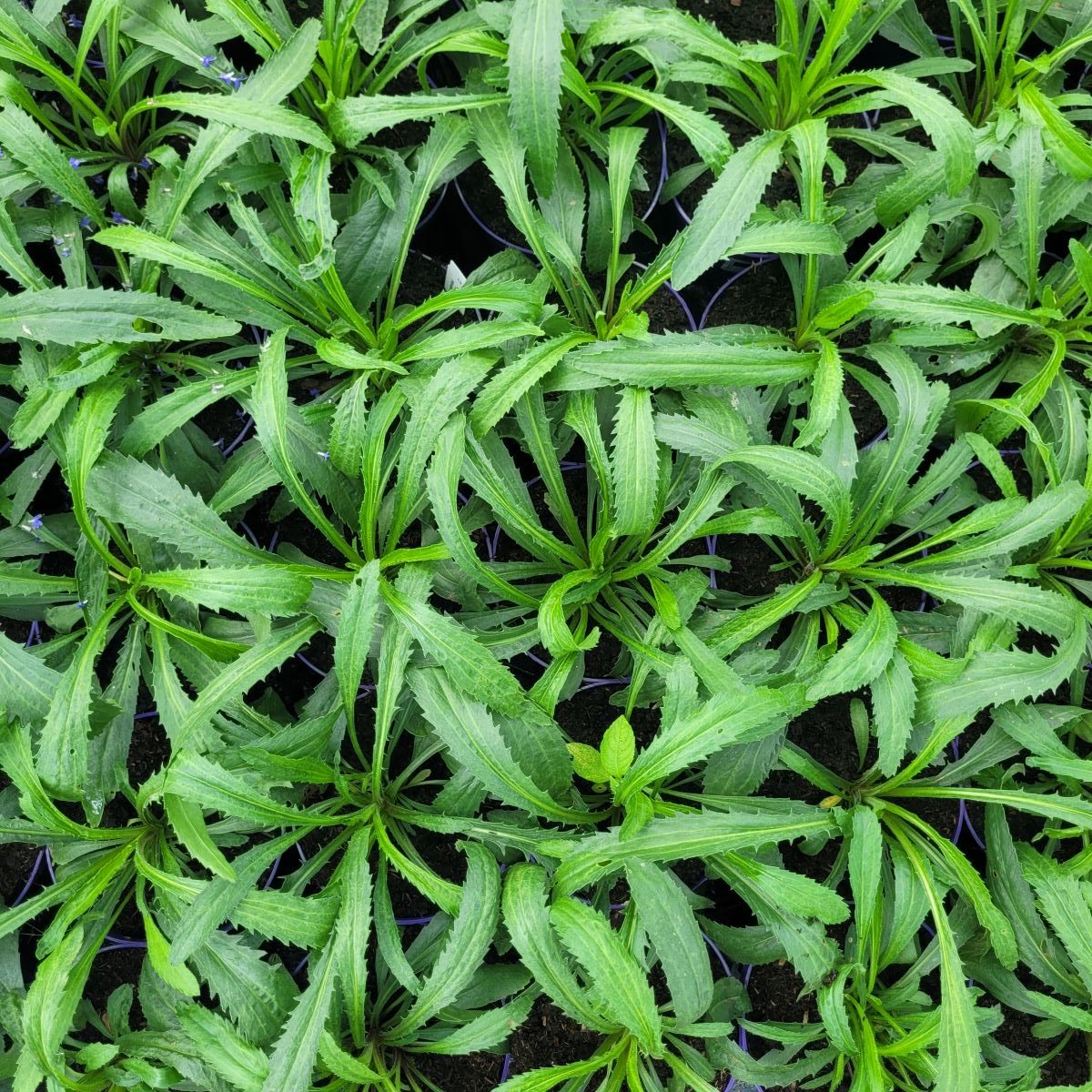 Złocień Wielki 'Belgian Lace' - obrazek 2