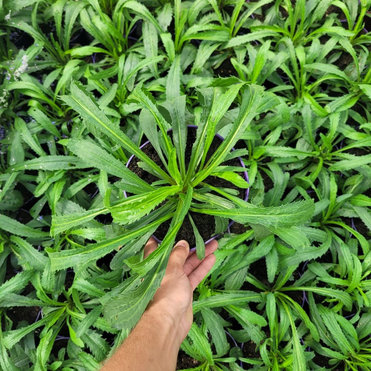 Złocień Wielki 'Belgian Lace' - obrazek 3