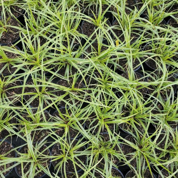 Turzyca Morrowa 'Vanilla Ice' - obrazek 6